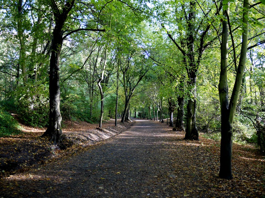 A wide dirt pathway through a dense woodland area shows tall deciduous trees with slender trunks and lush green leaves creating a canopy overhead. The ground along the path is covered with fallen leaves and small patches of soil, with dappled sunlight filtering through the foliage, casting soft shadows. The trees are closely spaced with some leaning slightly, and there are slight natural curves in the path extending into the distance, giving a sense of depth. In the background, the forest continues with more trees gradually fading into the distance under a clear, bright sky. There are no visible signs of rubbish or litter in this natural setting, and the environment appears untouched and pristine, emphasizing a peaceful woodland scene suitable for walking or nature observation. This serene forest image is relevant in the context of waste clearance, illustrating the importance of maintaining natural spaces free from waste and debris, which Waste Clearance Hampstead facilitates through its rubbish removal services.