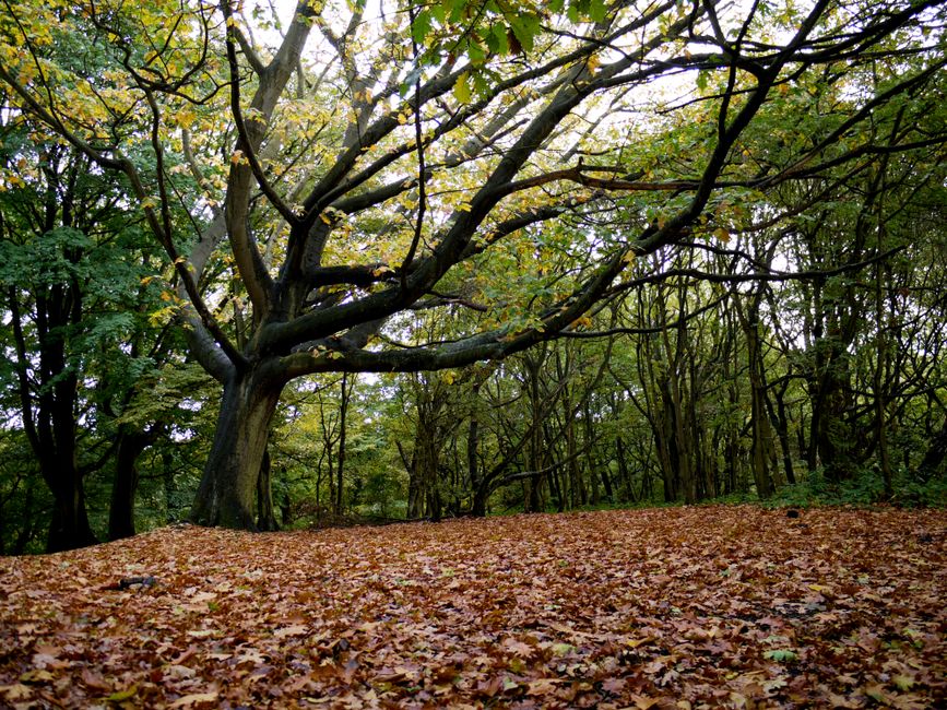 A large mature tree with a thick, dark brown trunk and sprawling branches extending outward, covered in green leaves with some yellowing, indicating an autumn season. The tree stands on a ground blanketed with fallen brown and orange leaves, creating a textured, leaf-strewn surface. In the background, there is a dense forest with numerous slender trees and additional foliage, giving a sense of lush woodland. The scene is illuminated by natural daylight, which filters through the canopy above, casting soft light and shadows across the forest floor. The environment appears calm and natural, consistent with a woodland area that may be part of a private or public green space. This setting provides a tranquil backdrop that could be associated with natural waste disposal or the clearance of leaves and organic debris, aligning with services such as rubbish removal or on-site clearance by companies like Waste Clearance Hampstead, especially when managing organic waste in a woodland or garden setting.