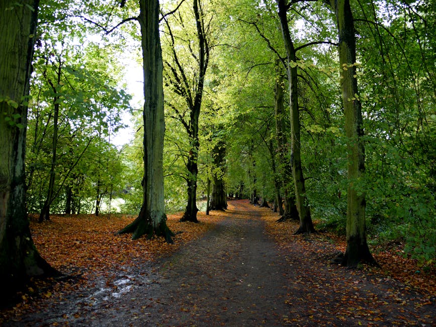 A tree-lined woodland pathway with a compacted dirt and gravel surface, surrounded by tall deciduous trees with green foliage and textured, rough bark. The ground along the path is scattered with fallen leaves in shades of orange and brown, typical of autumn. The trees are evenly spaced on both sides, creating a natural corridor extending into the distance under a canopy of fresh green leaves. In the background, more trees and the continuation of the pathway are visible, suggesting a peaceful, natural environment. The scene is illuminated by natural daylight filtering through the leaves, highlighting the textures of the tree bark and the ground cover. This setting demonstrates the typical appearance of a maintained woodland trail, suitable for walking or nature walks, and reflects a natural backdrop that could be relevant to services involving outdoor waste clearance or environmental management, as offered by Waste Clearance Hampstead.