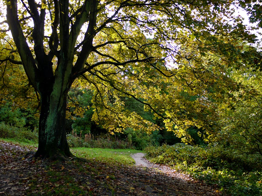 A tree-lined woodland pathway with a compacted dirt and gravel surface, surrounded by tall deciduous trees with green foliage and textured, rough bark. The ground along the path is scattered with fallen leaves in shades of orange and brown, typical of autumn. The trees are evenly spaced on both sides, creating a natural corridor extending into the distance under a canopy of fresh green leaves. In the background, more trees and the continuation of the pathway are visible, suggesting a peaceful, natural environment. The scene is illuminated by natural daylight filtering through the leaves, highlighting the textures of the tree bark and the ground cover. This setting demonstrates the typical appearance of a maintained woodland trail, suitable for walking or nature walks, and reflects a natural backdrop that could be relevant to services involving outdoor waste clearance or environmental management, as offered by Waste Clearance Hampstead.
